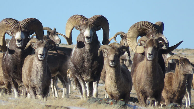 Pecore selvatiche Argali, ampiamente presenti nella
riserva